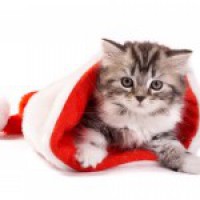 weihnachten-christmas-yesbo-wallpaper-28-2-150x150.jpg